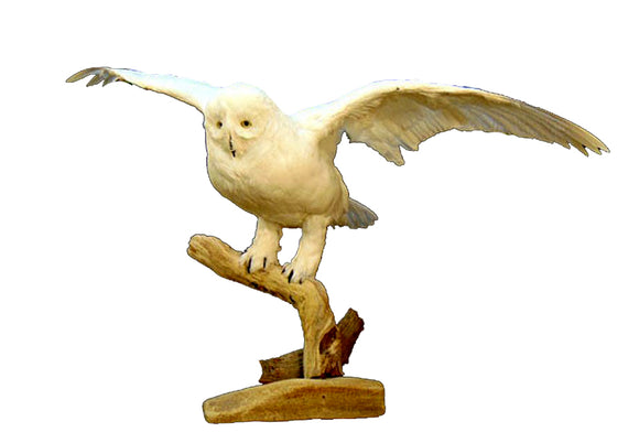 Flying Faux Snow Owl Professional Reproduction Taxidermy Animal Statue