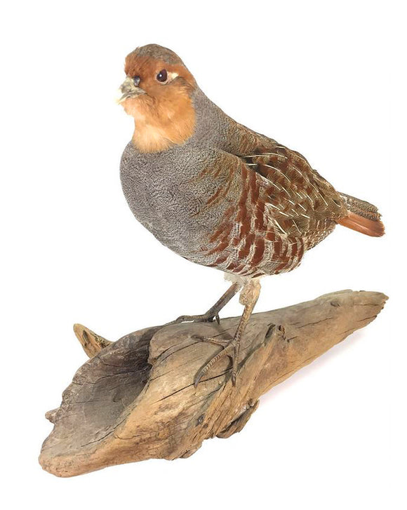 Hungarian Partridge Bird Taxidermy Wall Mounted Animal Statue Gift